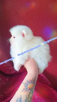 Luxe, a male Pomeranian for sale in Albany, OR – 1 of 8