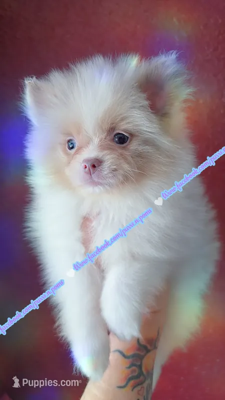 Lavender Merle  – Pomeranian puppy for sale in Albany, OR