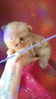 Chocolate Merle, a male Pomeranian for sale in Albany, OR – 2 of 4