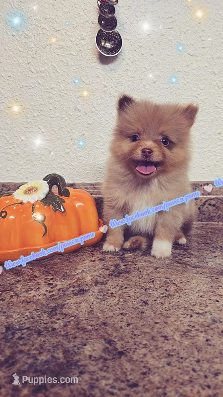 Chocolate Merle – Pomeranian puppy for sale in Albany, OR