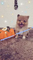 Chocolate Merle, a male Pomeranian for sale in Albany, OR – 1 of 5