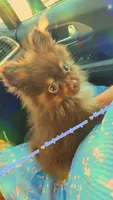 Scrimshaw, a male Pomeranian for sale in Albany, OR – 2 of 5