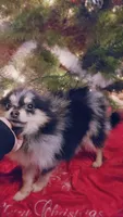 Oreo, a female Pomeranian for sale in Albany, OR – Photo 2 of 6