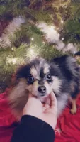 Oreo, a female Pomeranian for sale in Albany, OR – Photo 6 of 6