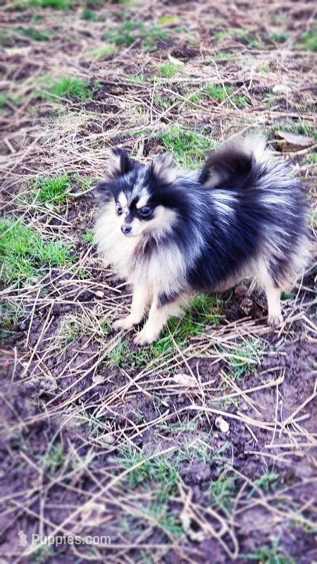 Oreo, a female Pomeranian for sale in Albany, OR – Photo 1 of 6