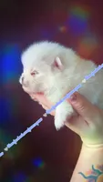 Luxe, a male Pomeranian for sale in Albany, OR – 7 of 8