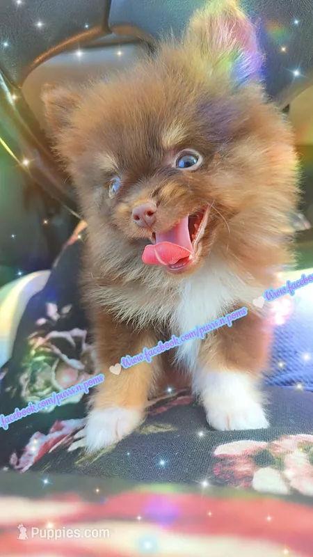 Scrimshaw – Pomeranian puppy for sale in Albany, OR