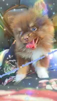 Scrimshaw, a male Pomeranian for sale in Albany, OR – 1 of 5