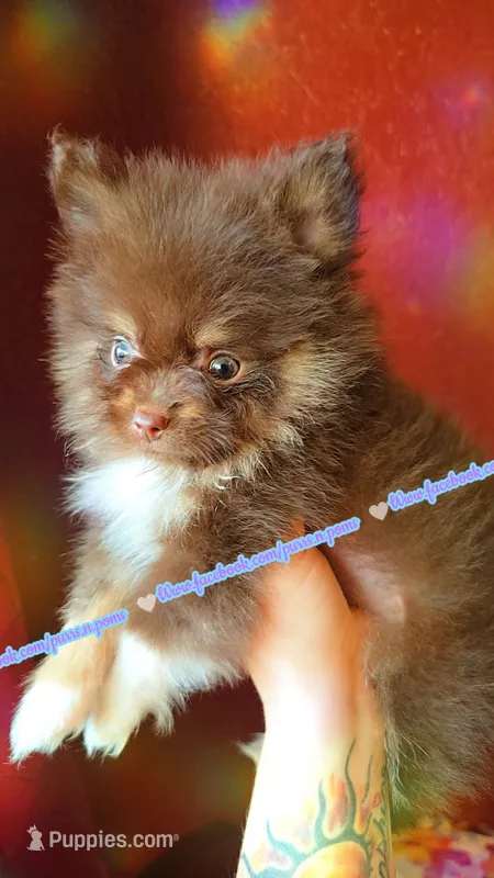 Chocolate and Tan – Pomeranian puppy for sale in Albany, OR