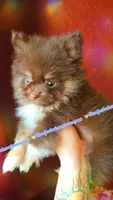 Scrimshaw, a male Pomeranian for sale in Albany, OR – 5 of 5