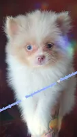 Lavender Merle , a male Pomeranian for sale in Albany, OR – 3 of 3