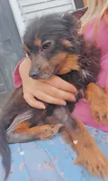 Blue and Tan *spayed*, a female Pomeranian for sale in Albany, OR – 5 of 6