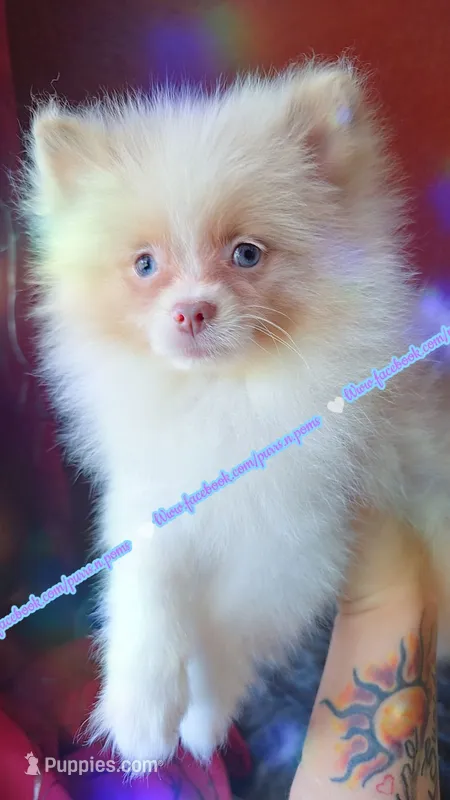 Lavender Merle – Pomeranian puppy for sale in Albany, OR