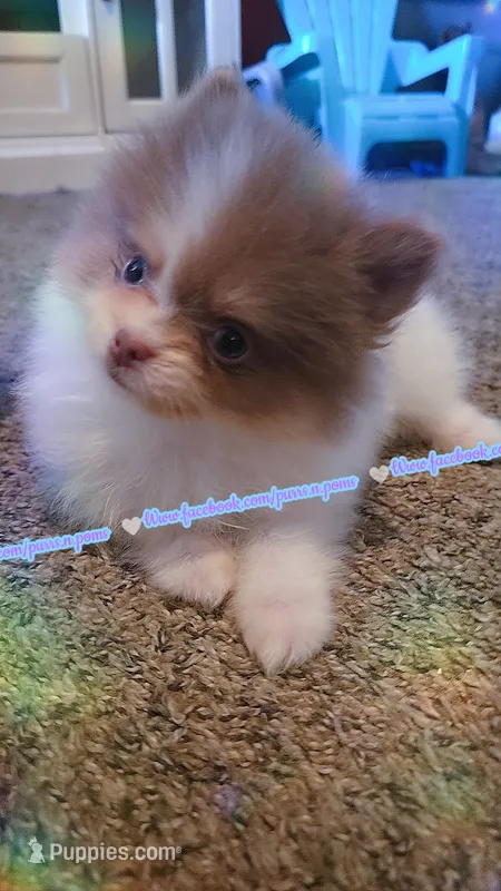 Lavender Tri  – Pomeranian puppy for sale in Albany, OR