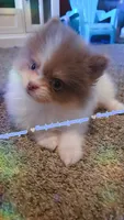 Lavender Tri , a male Pomeranian for sale in Albany, OR – 1 of 4
