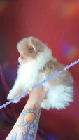 Lavender Tri , a male Pomeranian for sale in Albany, OR – 4 of 4