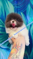 True Blue Parti, a male Pomeranian for sale in Albany, OR – 2 of 3