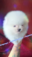 Luxe, a male Pomeranian for sale in Albany, OR – 5 of 8