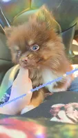 Scrimshaw, a male Pomeranian for sale in Albany, OR – 3 of 5