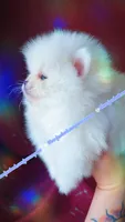 Luxe, a male Pomeranian for sale in Albany, OR – 3 of 8