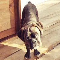 Bow - Euro bloodline, a male Boxer for sale in Albany, OR – 9 of 10