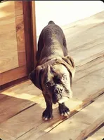 Bow - Euro bloodline, a male Boxer for sale in Albany, OR – Photo 7 of 9