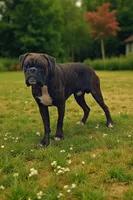 Bow - Euro bloodline, a male Boxer for sale in Albany, OR – Photo 1 of 9
