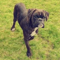Bow - Euro bloodline, a male Boxer for sale in Albany, OR – 6 of 10