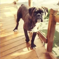 Bow - Euro bloodline, a male Boxer for sale in Albany, OR – 7 of 10