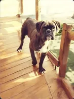 Bow - Euro bloodline, a male Boxer for sale in Albany, OR – Photo 5 of 9