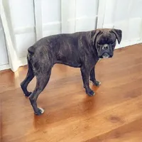 Bow - Euro bloodline, a male Boxer for sale in Albany, OR – 8 of 10