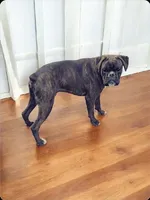 Bow - Euro bloodline, a male Boxer for sale in Albany, OR – Photo 6 of 9