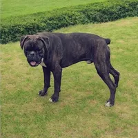 Bow - Euro bloodline, a male Boxer for sale in Albany, OR – 5 of 10