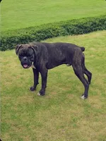 Bow - Euro bloodline, a male Boxer for sale in Albany, OR – Photo 2 of 9