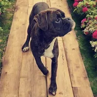 Bow - Euro bloodline, a male Boxer for sale in Albany, OR – 10 of 10