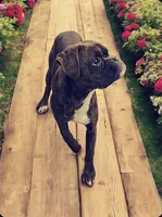 Bow - Euro bloodline, a male Boxer for sale in Albany, OR – Photo 8 of 9