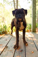 Bow - Euro bloodline, a male Boxer for sale in Albany, OR – 3 of 10
