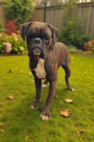 Bow - Euro bloodline, a male Boxer for sale in Albany, OR – Photo 3 of 9
