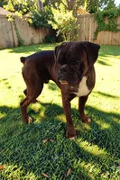 Bow - Euro bloodline, a male Boxer for sale in Albany, OR – 4 of 10