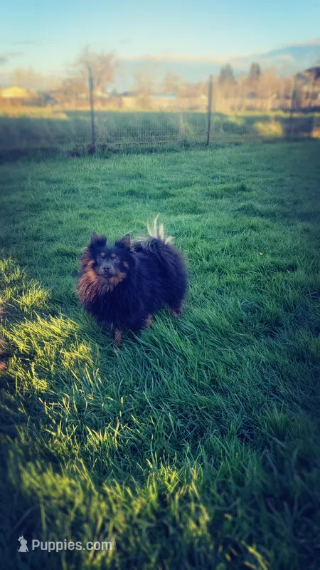 Beluga, a female Pomeranian for sale in Albany, OR – Photo 1 of 4