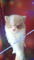 Lavender Tri , a male Pomeranian for sale in Albany, OR – 2 of 4