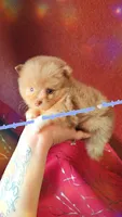 Chocolate Merle, a male Pomeranian for sale in Albany, OR – 3 of 4
