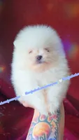 Luxe, a male Pomeranian for sale in Albany, OR – 4 of 8