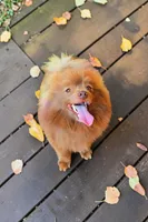Grizz , a male Pomeranian for sale in Albany, OR – 3 of 7