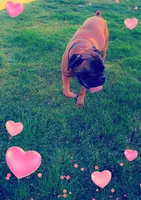 Capone, a male Boxer for sale in Albany, OR – Photo 3 of 3