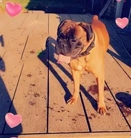 Capone, a male Boxer for sale in Albany, OR – Photo 2 of 3