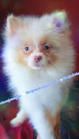 Lavender Merle, a male Pomeranian for sale in Albany, OR – 8 of 9