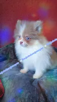 Lavender Tri, a male Pomeranian for sale in Albany, OR – 3 of 9
