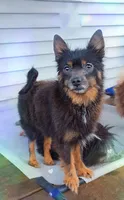 Blue and Tan *spayed*, a female Pomeranian for sale in Albany, OR – 3 of 6
