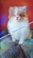 Lavender Tri, a male Pomeranian for sale in Albany, OR – 4 of 9